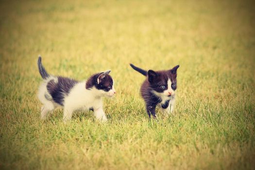 Beautiful small kitten with blue eyes. Playing at home.