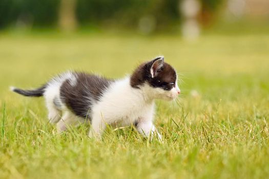 Beautiful small kitten with blue eyes. Playing at home.