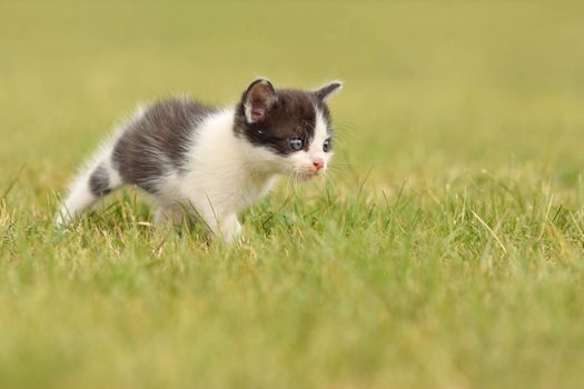 Beautiful small kitten with blue eyes. Playing at home.