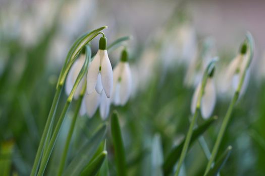 Spring flowers - snowdrops. Beautifully blooming in the grass at sunset. Amaryllidaceae - Galanthus nivalis