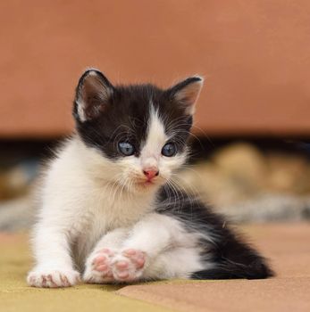 Beautiful small kitten with blue eyes. Playing at home.