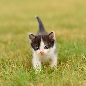 Beautiful small kitten with blue eyes. Playing at home.