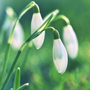 Spring flowers - snowdrops. Beautifully blooming in the grass at sunset. Amaryllidaceae - Galanthus nivalis