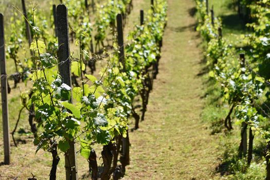 Vineyards under Palava. Czech Republic - South Moravian Region wine region.