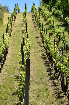 Vineyards under Palava. Czech Republic - South Moravian Region wine region.