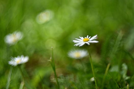 Beautiful blooming daisies in spring meadow.Abstract blurred background. Springtime. Photos old lens.