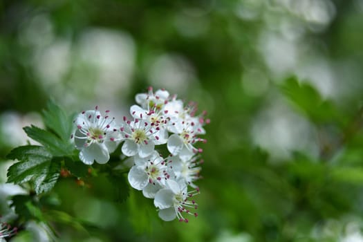 Blossom tree. Nature background. Sunny day. Spring flowers. Beautiful Orchard. Abstract blurred background. Springtime. Photos old lens.