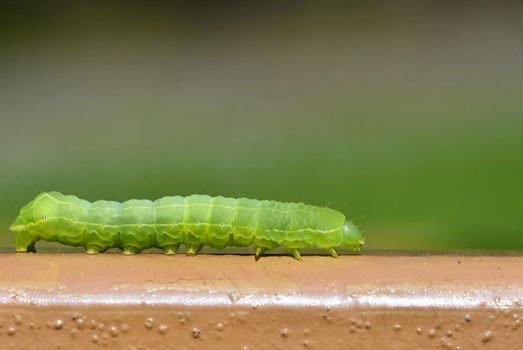 Beautiful small green caterpillar. Macro shot of insects.Nature.