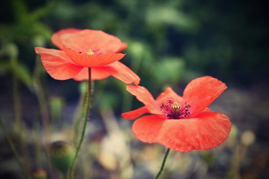 Beautiful blooming poppies close up. (Papaver rhoeas)