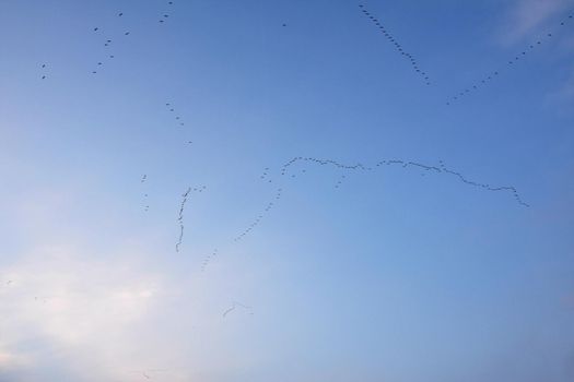 A flock of birds with a blue sky background