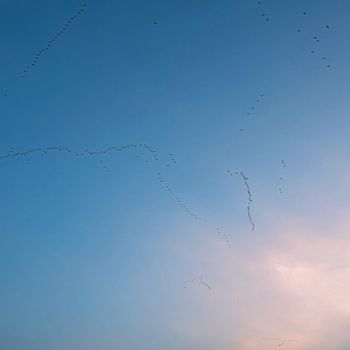 A flock of birds with a blue sky background