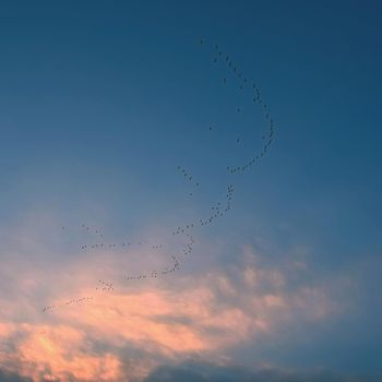 A flock of birds with a blue sky background
