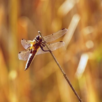 Beautiful dragonfly. Macro shot of nature.
Libellula depressa. Insects up close. 