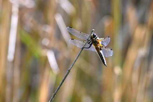 Beautiful dragonfly. Macro shot of nature.
Libellula depressa. Insects up close. 