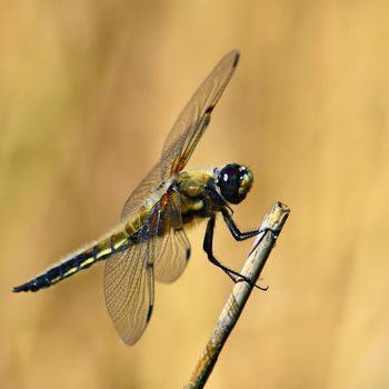 Beautiful dragonfly. Macro shot of nature.
Libellula depressa. Insects up close. 