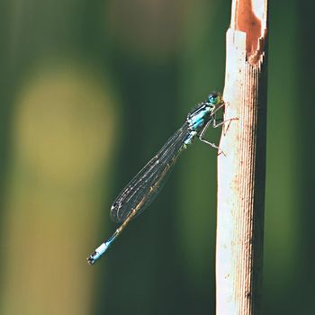 Beautiful dragonfly. Macro shot of nature.
Libellula depressa. Insects up close. 