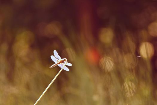 Beautiful dragonfly. Macro shot of nature.
Libellula depressa. Insects up close. 