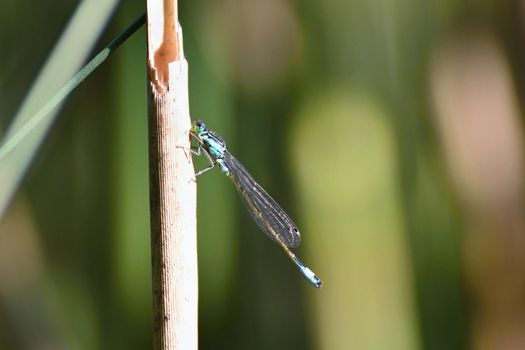 Beautiful dragonfly. Macro shot of nature.
Libellula depressa. Insects up close. 