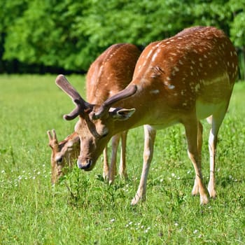 Fallow - fallow deer. (Dama dama ) Beautiful natural background with animals. Forest and sunset. Brno - Czech Republic - Europe. Animal - nature