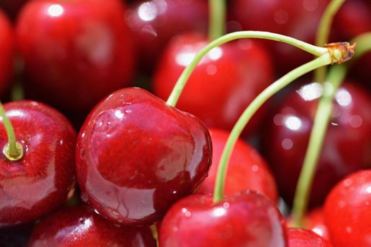 Beautiful fresh cherries. Fruit close up - Classic summer healthy fruit.