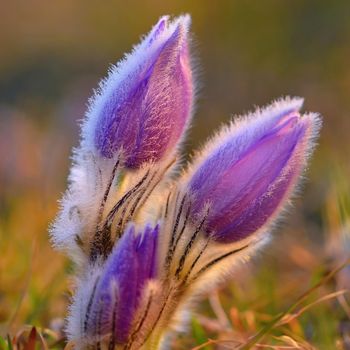 Beautiful purple little furry pasque-flower. (Pulsatilla grandis) Blooming on spring meadow at the sunset.