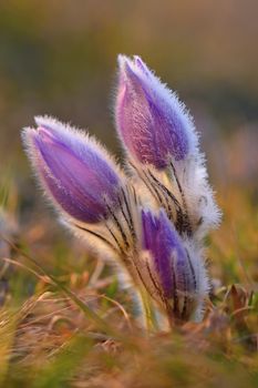 Beautiful purple little furry pasque-flower. (Pulsatilla grandis) Blooming on spring meadow at the sunset.