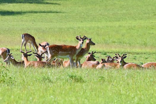 Fallow - fallow deer. (Dama dama ) Beautiful natural background with animals. Forest and sunset. Brno - Czech Republic - Europe.