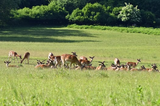 Fallow - fallow deer. (Dama dama ) Beautiful natural background with animals. Forest and sunset. Brno - Czech Republic - Europe.