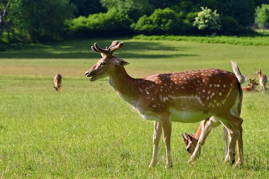 Fallow - fallow deer. (Dama dama ) Beautiful natural background with animals. Forest and sunset. Brno - Czech Republic - Europe.