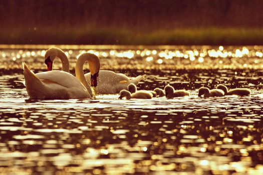 Beautiful swan cubs at the pond. Beautiful natural colored background with wild animals. 