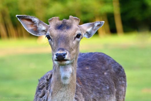 Fallow - fallow deer. (Dama dama ) Beautiful natural background with animals. Spring nature.