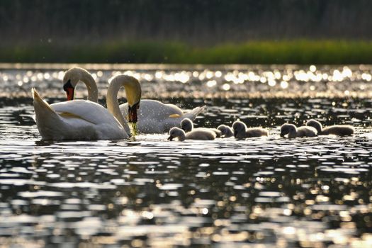Beautiful swan cubs at the pond. Beautiful natural colored background with wild animals. 