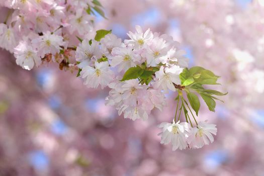 Beautiful blossom tree. Nature scene with sun in Sunny day. Spring flowers. Abstract blurred background in Springtime. 