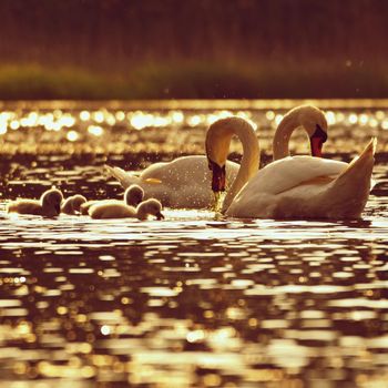 Beautiful swan cubs at the pond. Beautiful natural colored background with wild animals. 