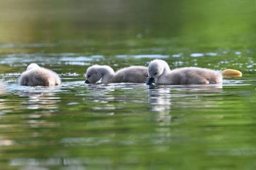 Beautiful swan cubs at the pond. Beautiful natural colored background with wild animals. 