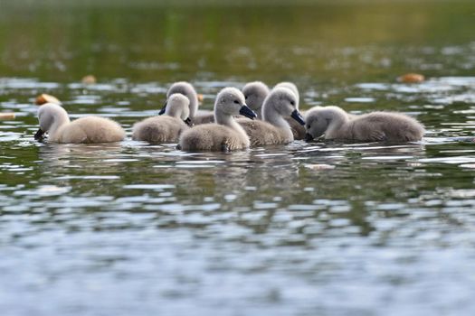 Beautiful swan cubs at the pond. Beautiful natural colored background with wild animals. 