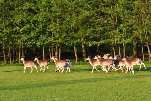 Fallow - fallow deer. (Dama dama ) Beautiful natural background with animals. Sunset. 