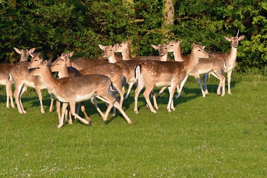 Fallow - fallow deer. (Dama dama ) Beautiful natural background with animals. Sunset. 