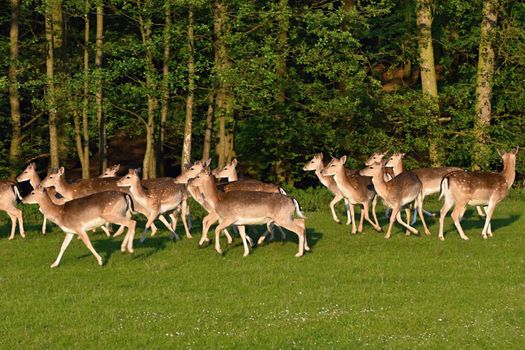 Fallow - fallow deer. (Dama dama ) Beautiful natural background with animals. Sunset. 