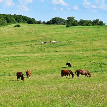Beautiful horses grazing freely in nature.Beautiful natural colored background with wild animals.
Springtime.