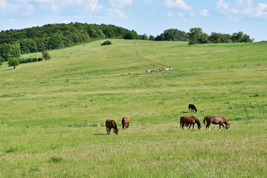 Beautiful horses grazing freely in nature.Beautiful natural colored background with wild animals.
Springtime.