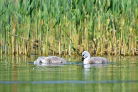 Beautiful swan cubs at the pond. Beautiful natural colored background with wild animals.
Springtime.