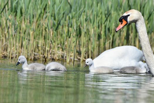 Beautiful swan cubs at the pond. Beautiful natural colored background with wild animals.
Springtime.