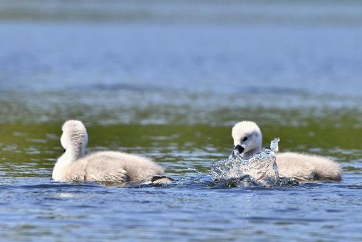 Beautiful swan cubs at the pond. Beautiful natural colored background with wild animals.
Springtime.