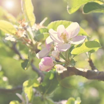 Beautiful blooming fruit tree. Natural colored background. Spring time.