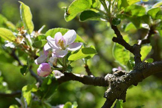 Beautiful blooming fruit tree. Natural colored background. Spring time.