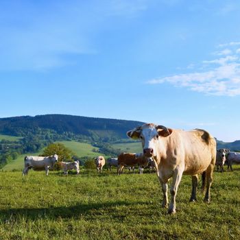 
Beautiful landscape in the mountains in summer. Czech Republic - the White Carpathians - Europe.