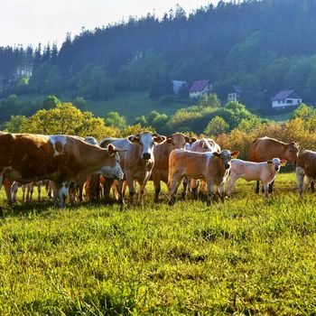 
Beautiful landscape in the mountains in summer. Czech Republic - the White Carpathians - Europe.