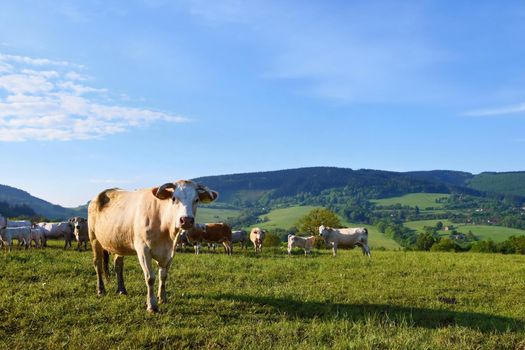 
Beautiful landscape in the mountains in summer. Czech Republic - the White Carpathians - Europe.