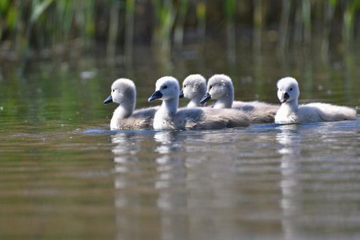 Beautiful swan cubs at the pond. Beautiful natural colored background with wild animals